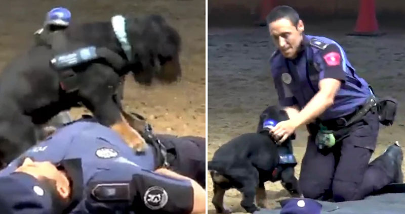 หมาตำรวจแสนรู้ ปั๊มหัวใจเป็นกับเขาด้วย พร้อมกู้ลมหายใจให้มนุษย์ทั้งมวลแล้ว