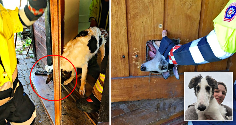 สุนัขอยากลองใช้ประตูแมวบ้าง แต่พอเข้าไปเท่านั้นแหละ ถึงได้รู้ว่าคิดผิด!!