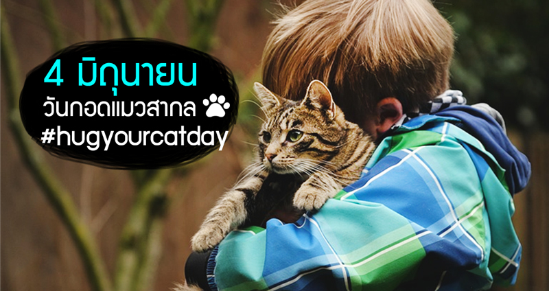 เปิดประวัติ “วันกอดแมวสากล” 4 มิถุนา เหล่าทาสแมวร่วมโพสต์ภาพติดแท็ก #hugyourcatday