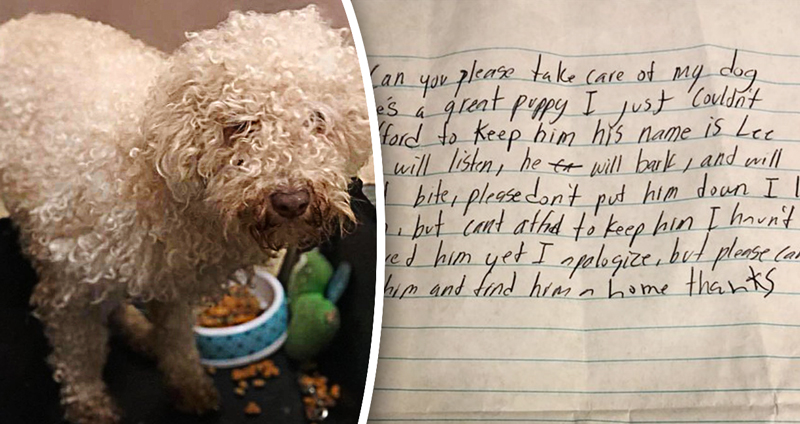 หมาขนฟูถูกทิ้งไว้ที่ศูนย์พักพิง พร้อมกับจดหมายแสนเศร้าจากเจ้าของเก่า