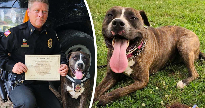 ตำรวจเห็นพรสวรรค์ พาสุนัขจรจัดไปฝึก จนได้เป็นหมาตำรวจพิตบูลล์ตัวแรกของรัฐ