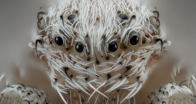 ชมภาพถ่าย ‘โลกของแมลง’ แบบซูมชัดๆ ให้เห็นหน้า แล้วมุมมองของคุณจะเปลี่ยนไป…