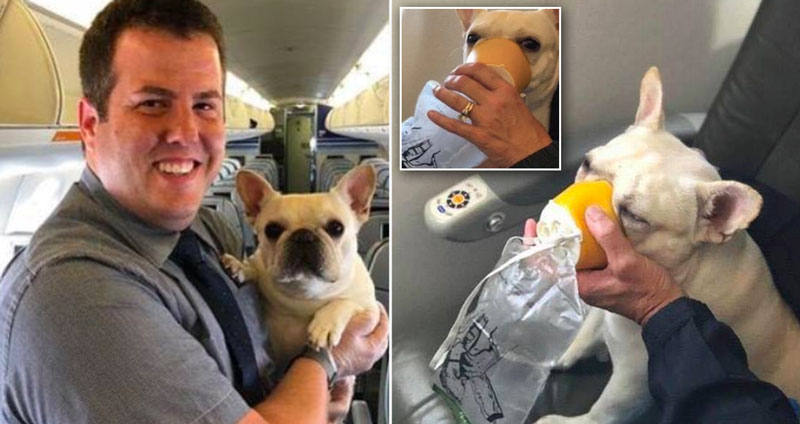 พนักงานต้อนรับบนเครื่องบิน ยอมละเมิดกฎ ให้ “หน้ากากออกซิเจน” ช่วยชีวิตหมาที่กำลังจะตาย