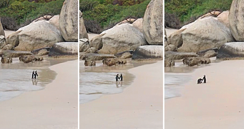 คู่รักเพนกวินหวานแหวว พากันจับมือกันเดินเล่นบนชายหาด โรแมนติกเว่อร์ๆ
