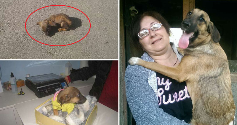 สองสาวพบ ‘ลูกหมา’ นอนขดตัวบนถนน จึงเข้าไปช่วยเหลือ และมอบชีวิตใหม่ให้