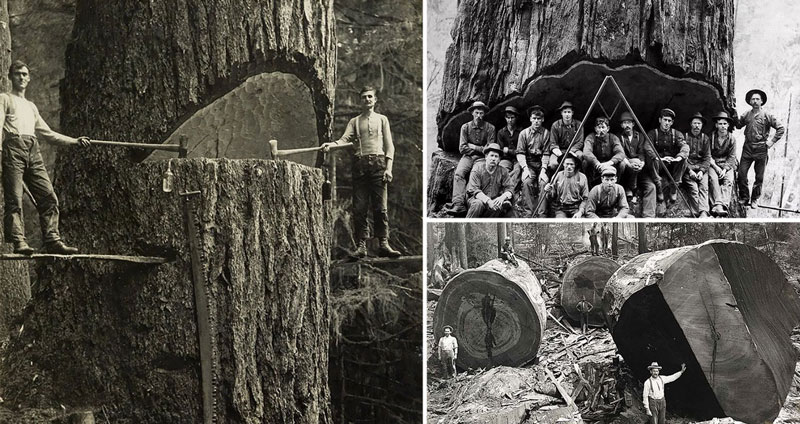 ย้อนเวลาดูเหล่า “คนตัดไม้” ในสมัยก่อน โค่น “ต้นไม้ขนาดยักษ์” อย่างไรโดยไร้เครื่องจักร