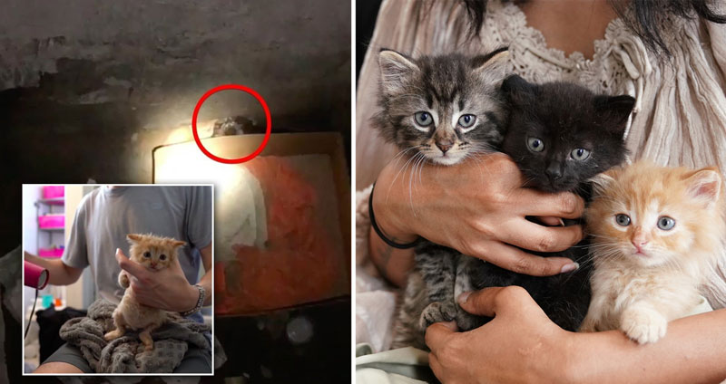 ‘คนงาน’ พบลูกแมวในไซต์ก่อสร้าง จึงช่วยเหลือและกอดจนพวกมันปลอดภัย