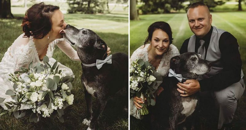 สุนัขเป็นมะเร็งระยะสุดท้าย พยายามมีชีวิตอยู่จนถึงงานแต่งงานเจ้านาย
