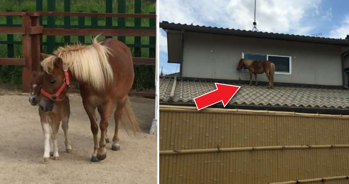 ‘ม้าแคระ’ หายไปในระหว่างน้ำท่วมในญี่ปุ่น แต่แล้วมันก็ถูกพบบนหลังคา