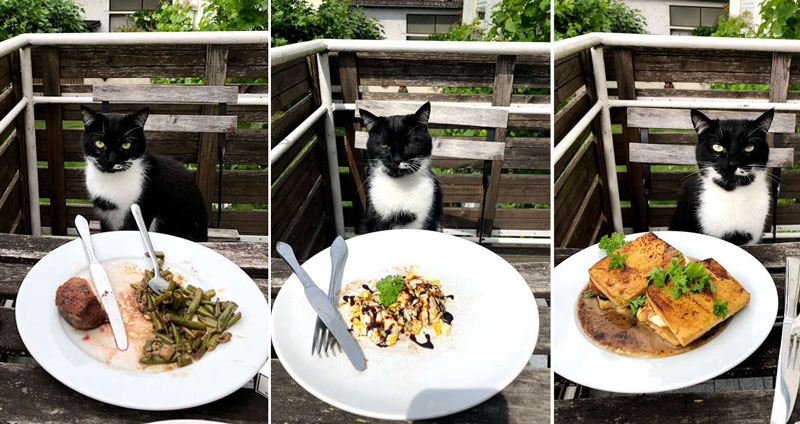 ‘แมวขี้แย่ง’ แย่งเก้าอี้แม่ทุกครั้ง เพราะอยากร่วมโต๊ะอาหารกับครอบครัวด้วย
