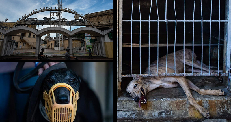 สุนัขเกรย์ฮาวด์กว่า 500 ตัว ถูกทิ้งในสภาพร่อแร่ เมื่อสนามแข่งแห่งเดียวในเอเชียถูกปิดตัว