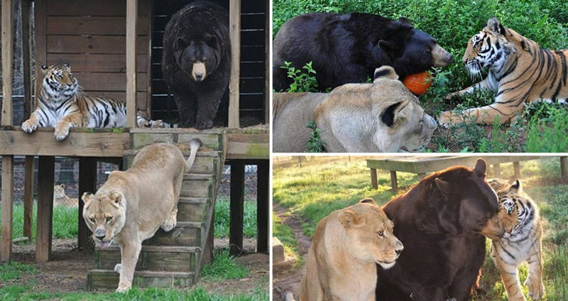 มิตรภาพของเสือ สิงโต และหมี เพื่อนรักต่างสายพันธุ์ที่อยู่ด้วยกันมา 15 ปี