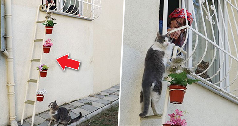 หญิงพาดบันไดจิ๋วไว้ข้างหน้าต่างบ้าน เมื่ออากาศหนาวแมวจะได้เข้ามารับไออุ่นได้