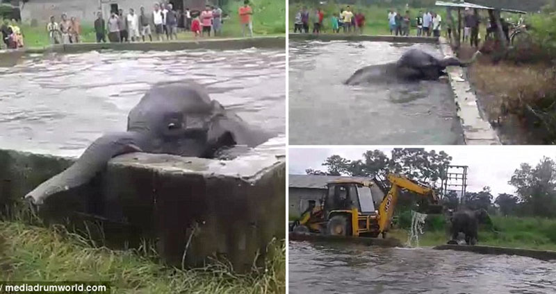 ช้างน้อยแวะมาดื่มน้ำ แต่บังเอิญหล่นลงไปในบ่อ ชาวบ้านเลยร่วมใจกันช่วยขึ้นมา