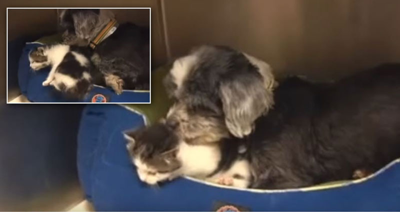 สุนัขถูกทิ้ง เลี้ยงดู ‘ลูกแมว’ อีกหนึ่งตัว และทำให้มันมีชีวิตรอดไปด้วยกัน