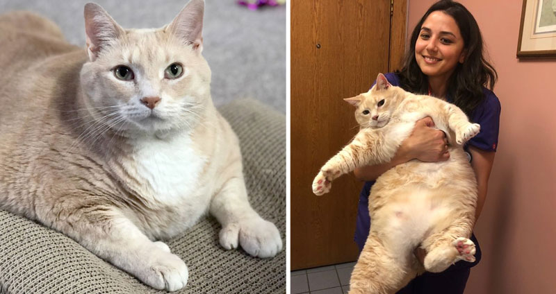 คู่รักถูกใจแมวอ้วนตั้งแต่แรกเห็น รับมันมาบ้านพร้อมช่วยลดน้ำหนัก เพื่อชีวิตที่ดี