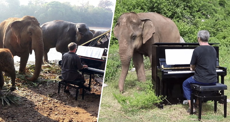นักดนตรีเล่นเปียโนให้ ‘ช้างตาบอด’ ในไทยฟัง เพื่อเยียวยาจิตใจหลังถูกทำร้าย