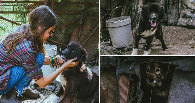 สาวเจอสุนัขถูกล่ามนานนับปี จึงเข้าไปช่วยจนพวกมันเป็นอิสระ และมอบมีชีวิตที่ดีขึ้นให้