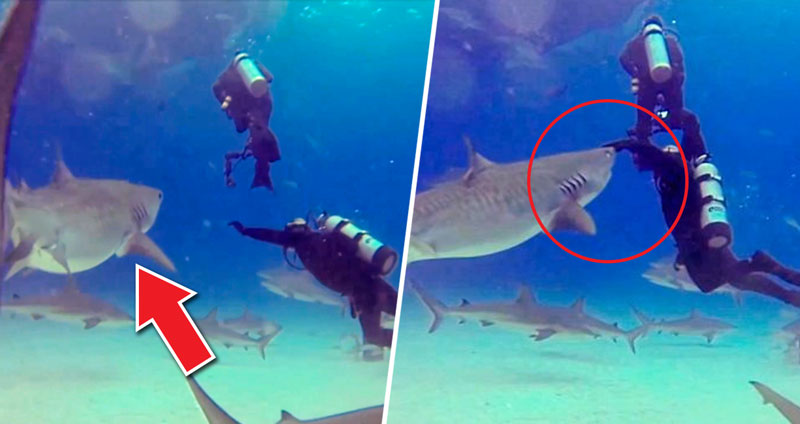 วินาทีครูสอนดำน้ำพุ่งเข้ามาหยุดฉลามเสือที่ตรงเข้าหานักเรียน จนรอดชีวิตหวุดหวิด…