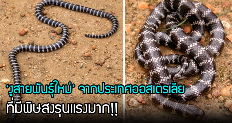 เจอเพิ่มอีกหนึ่ง… ‘งูสายพันธุ์ใหม่’ จากประเทศออสเตรเลีย มีพิษรุนแรงมาก!!