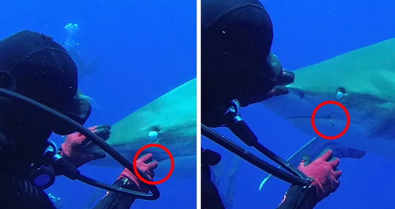 โอ๋เอ๋ๆ นักดำน้ำอังกฤษใช้อาหารล่อฉลาม เพื่อดึงเอาตะขอเหล็กออกจากปากของมัน