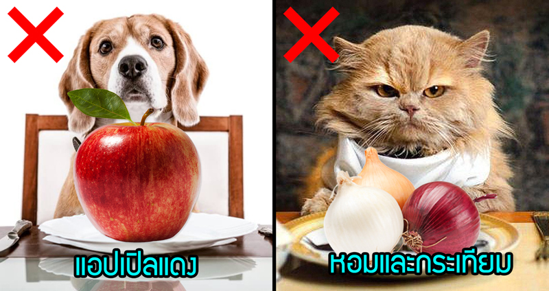 10 อาหารที่เป็นอันตรายต่อ “หมา-แมว” อย่างมาก รักน้องอย่าให้น้องกินเด็ดขาด!!