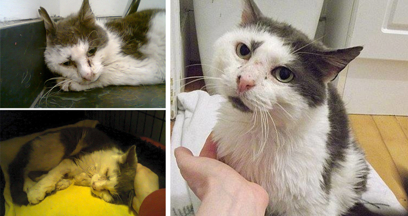 แมวจรเร่ร่อนนาน 11 ปี ได้รับการช่วยเหลือในสภาพป่วยหนัก จนไม่คิดว่าจะรอด…