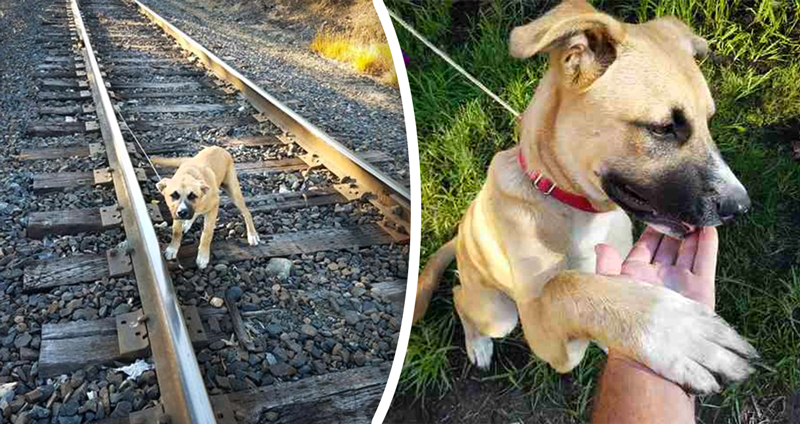 ‘สุนัขถูกผูกไว้กับรางรถไฟ’ โชคดีมีคนมาช่วยไว้ทัน แถมพากลับไปดูแลที่บ้านด้วย