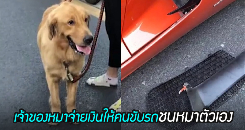 เจ้าของสุนัขยอมจ่ายเงินกว่า 220,000 บาท ให้กับเจ้าของรถหรู ที่ขับมาชนหมาของเธอ?!