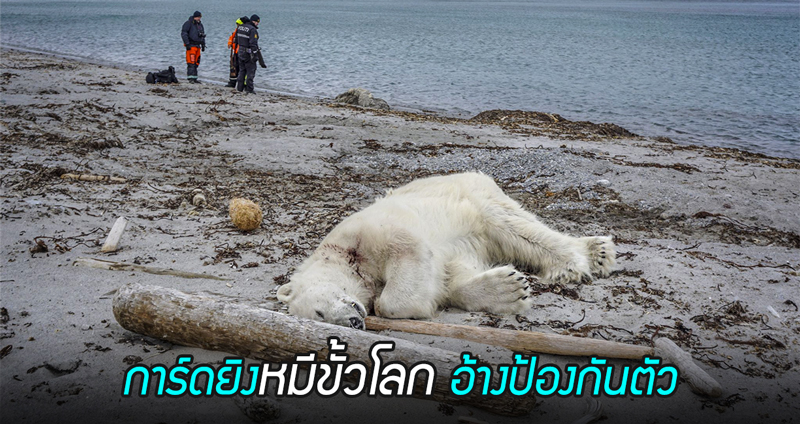 หมีขั้วโลกถูกยิงตาย หลังกระโจนใส่การ์ดเรือสำราญ อ้างว่าทำไปเพื่อป้องกันตัว…