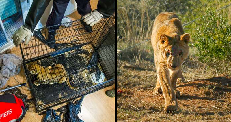 สิงโตน้อยถูกขังในอพาร์ตเมนต์ โชคดีมีคนช่วยไว้ และได้กลับไปใช้ชีวิตในธรรมชาติ