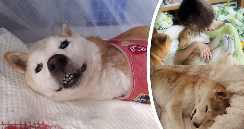 ซาโยนาระ…Michy สุนัขพันธุ์ชิบะอินุวัย 15 ปี ที่ทิ้งรอยยิ้มให้เจ้านายก่อนจะจากโลกนี้ไป