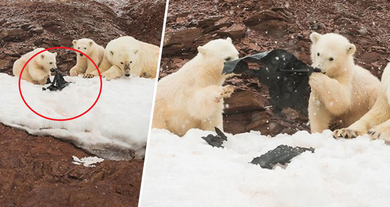 ภาพสลด ‘ลูกหมีขั้วโลกกินพลาสติก’ สะท้อนปัญหาสิ่งแวดล้อม ที่เกิดจากเงื้อมมือมนุษย์