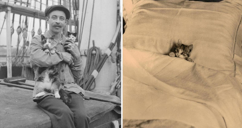 26 ภาพถ่ายแมวน้อยจากสมัยก่อน ที่จะทำให้หัวใจของพวกเราละลายได้ไม่ยากเลย 