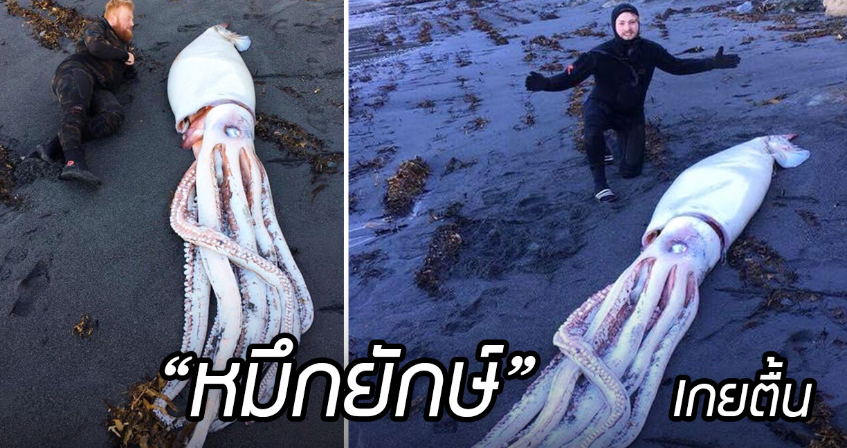 นิวซีแลนด์พบ “หมึกยักษ์” เกยตื้น ลำตัวยาว 4.3 เมตร นึกว่า Kraken แค่เห็นก็ขนลุกแล้ว!!