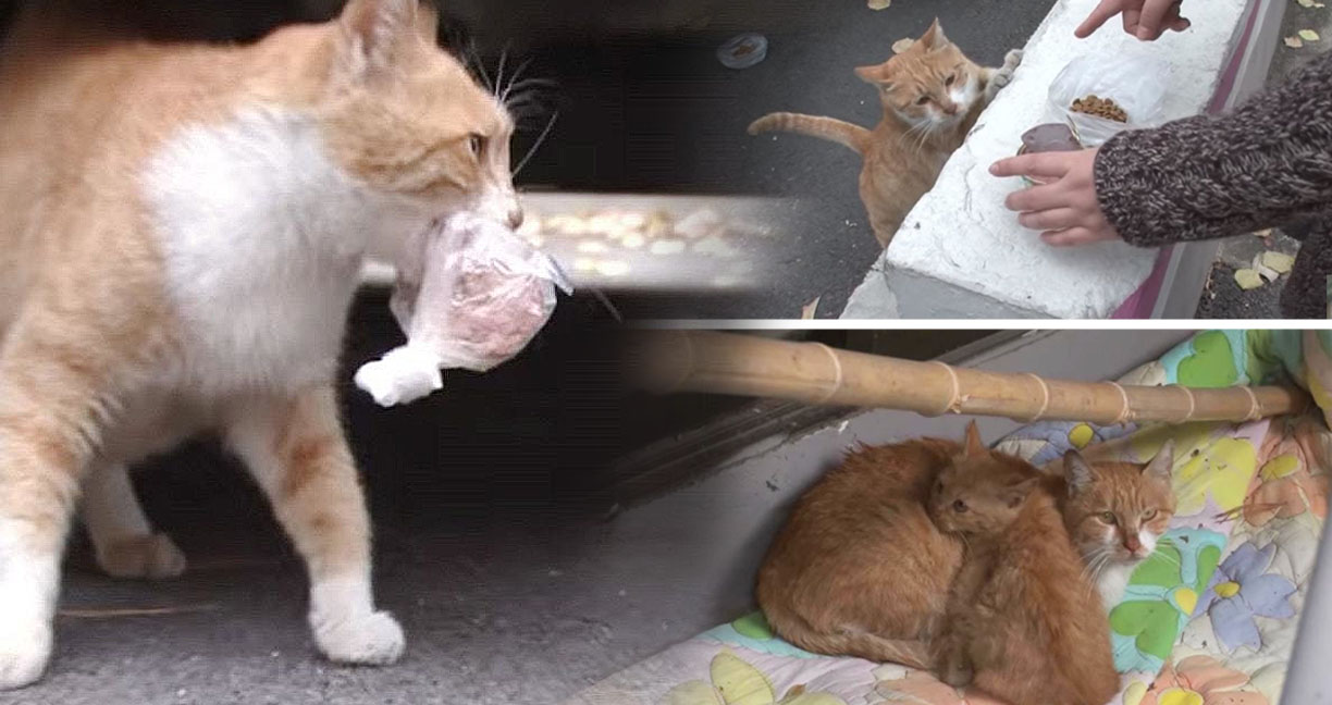 แม่แมวจรจัดไม่กินข้าวในจาน ขอรับแต่อาหารถุงเท่านั้น จะได้เอาไปแบ่งให้ลูกกิน