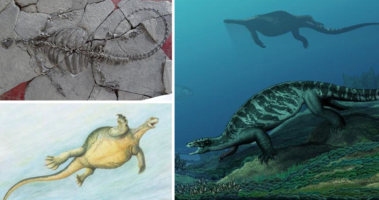 นักวิจัยค้นพบ ‘เต่า’ อายุ 228 ล้านปี ‘ไม่มีกระดอง’ กับการวิวัฒนาการอันน่าฉงนของมัน!?