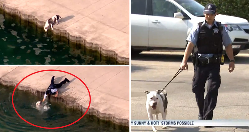 ตำรวจหนุ่มเห็นเจ้าหมาตกน้ำ กลับขึ้นฝั่งเองไม่ได้ เลยรีบวิ่งเข้าไปช่วยก่อนมันจะจม