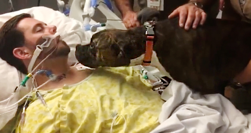 สุนัขแสนรู้ไปเยี่ยมเจ้านายในโรงพยาบาล เพื่อบอกลาเขาเป็นครั้งสุดท้าย…