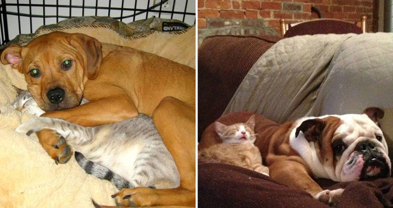 25 ภาพ ‘หมา-แมว’ ที่นอนด้วยกันอย่างอบอุ่น แต่ดูดีๆ จะรู้ว่าใครเหนือกว่า