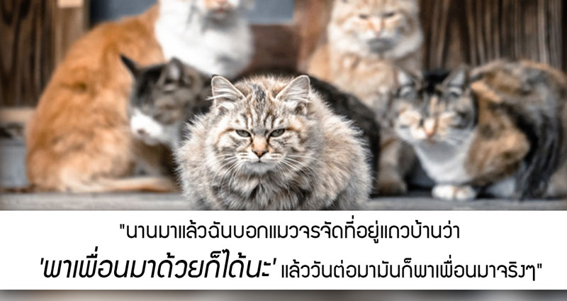 เรื่องเล่าจากชาวเน็ต บ่งบอกว่าแมวเข้าใจมนุษย์มากกว่าที่คิด หรือมันฟังเรารู้เรื่อง!?