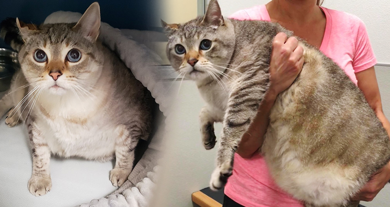 สัตวแพทย์ตกหลุมรัก ‘แมวอ้วนถูกทิ้ง’ เธอจึงรับเลี้ยง และทำให้ชีวิตมันมีแต่ความสุข