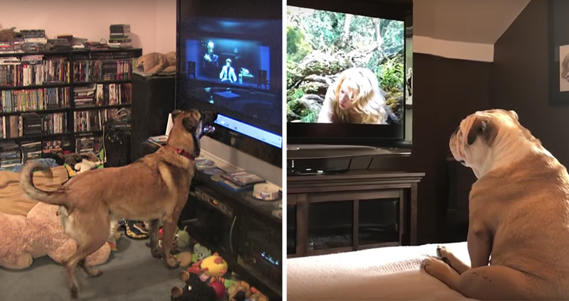 รู้รึเปล่าว่าถึงมนุษย์จะมีทีวีมานานแล้ว แต่หมาเพิ่งสนุกกับการดูทีวีได้ไม่นานนี้เอง