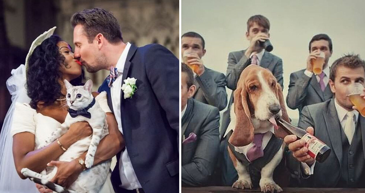 20 เพื่อนหมา-แมว ผู้มีบทบาทสำคัญในงานแต่งงาน ทำให้วันสำคัญมีความหมายยิ่งขึ้น