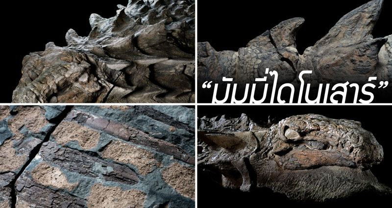 ชมฟอสซิล “มัมมี่ไดโนเสาร์” สมบูรณ์ที่สุดในโลก ยังมีทั้งผิวหนังและเครื่องในอยู่!!