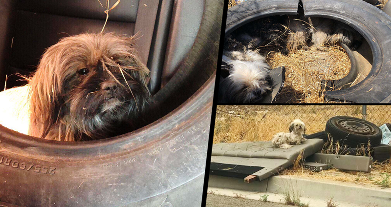 สุนัข 3 ตัว ถูกทิ้งในที่รกร้าง พากันไปอยู่ในล้อรถเพื่อหนีความร้อน จนมีคนมาช่วย