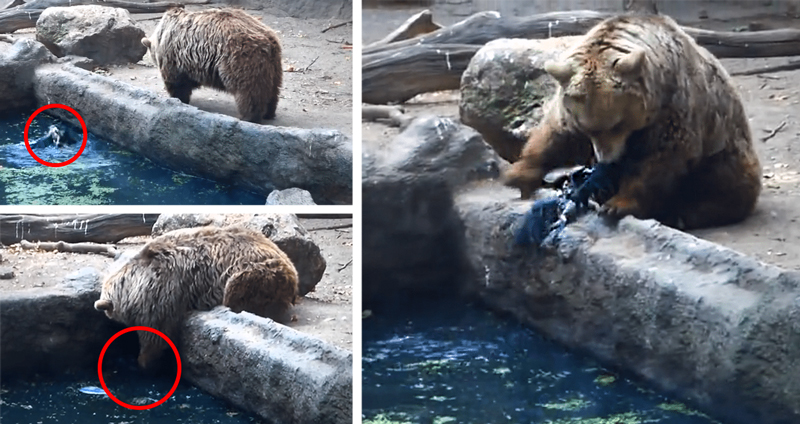 ‘หมีร่างยักษ์’ ช่วยชีวิต ‘อีกา’ ที่กำลังจะจมน้ำ ให้ขึ้นมาได้อย่างปลอดภัย