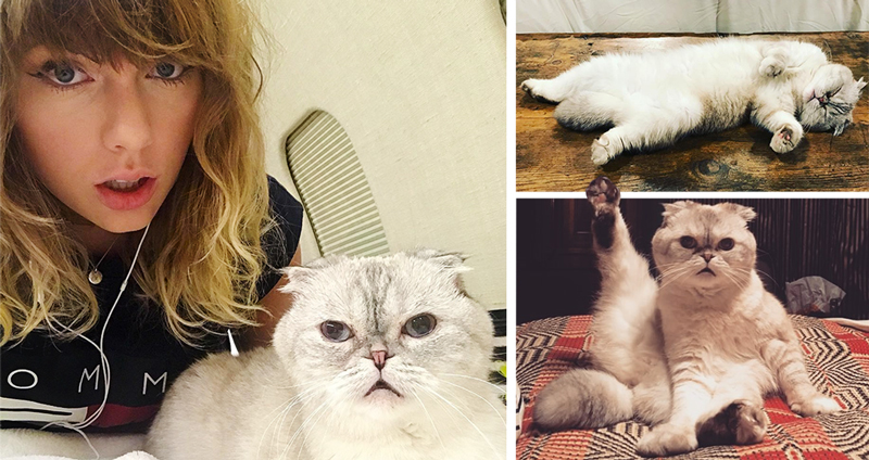 ส่องชีวิตสุดหรูของเจ้า Olivia เกิดมาเป็นแมวของ Taylor Swift นี่มันชีวิตดี๊ดีจริงๆ