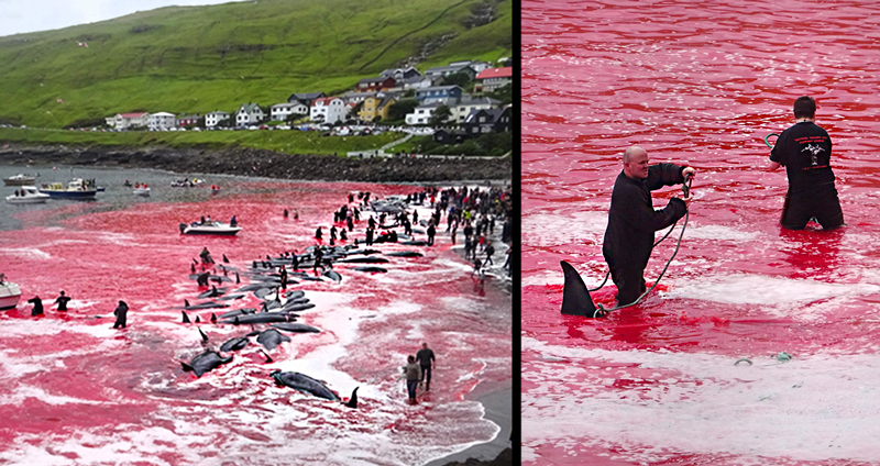 เทศกาลหลั่งเลือดของเหล่าวาฬ ประเพณีสืบทอดมาอย่างยาวนาน ณ หมู่เกาะแฟโร