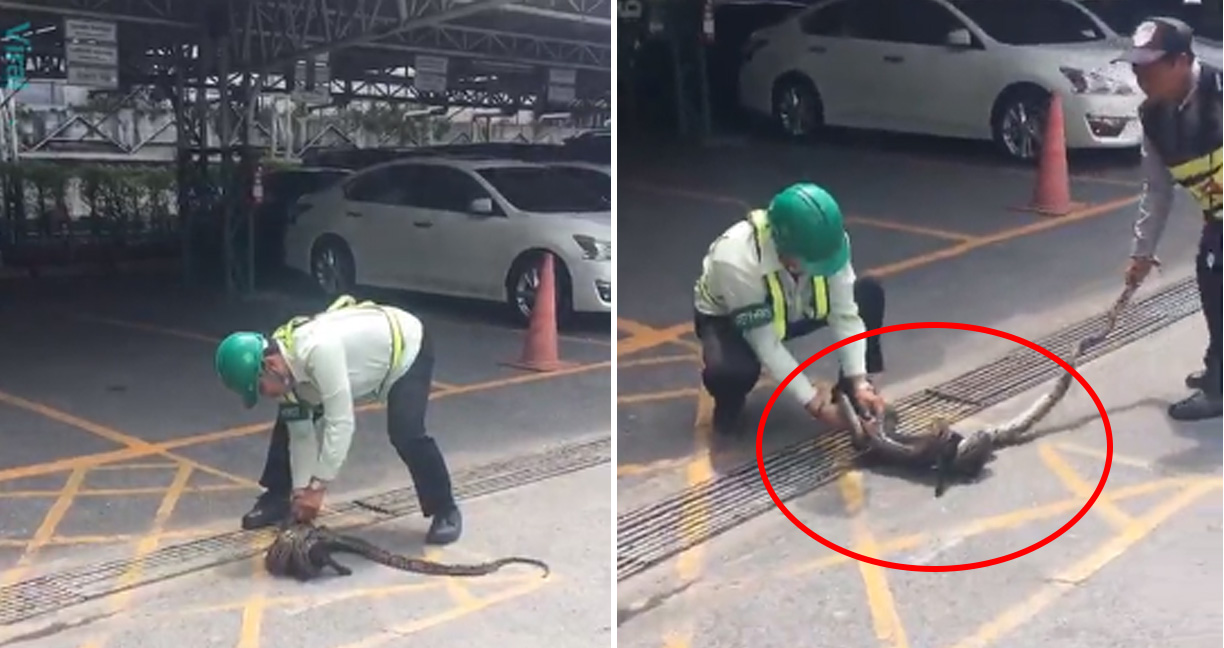 คนไทยช่วยแมวจากงูเหลือมที่กำลังรัดตัว แต่เจ้าเหมียวดันแว้งกัดคนช่วยซะงั้น!?